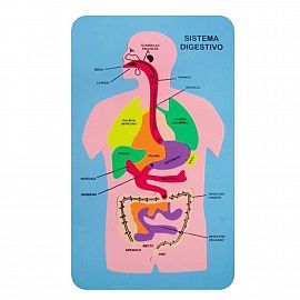 CUERPO HUMANO EVA MAGIC APARATO DIGESTIVO (3902)